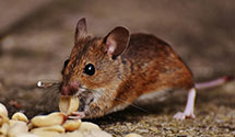 24 Hour & Emergency Exterminators in Shipshewana, IN